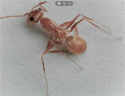 Cataglyphis sabulosa
